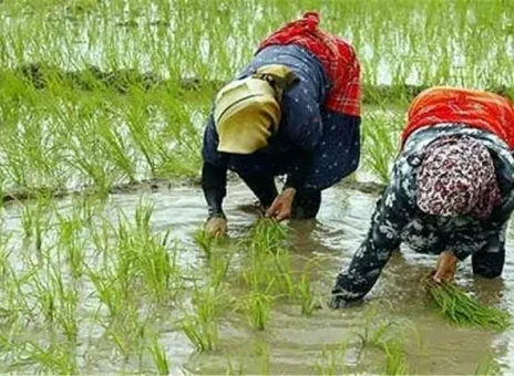 گرانی ۷۰ درصدی برنج ایرانی طی یک سال
