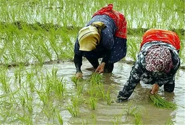 گرانی ۷۰ درصدی برنج ایرانی طی یک سال