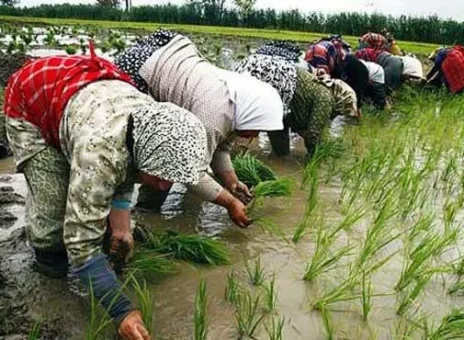 برنج ایرانی، کالایی طبقاتی