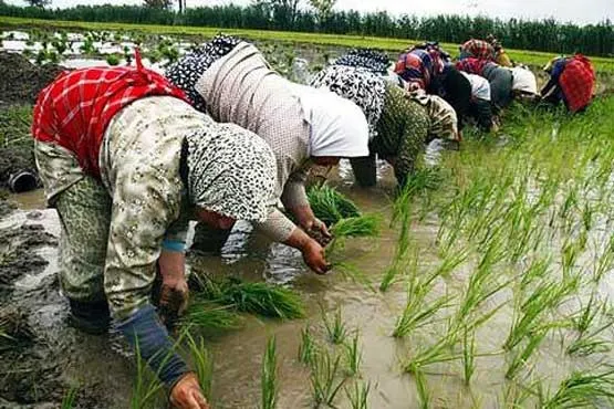 برنج ایرانی، کالایی طبقاتی