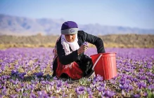 معمای سقوط ارزآوری زعفران
