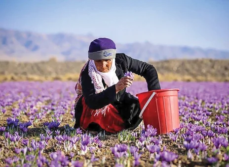 معمای سقوط ارزآوری زعفران