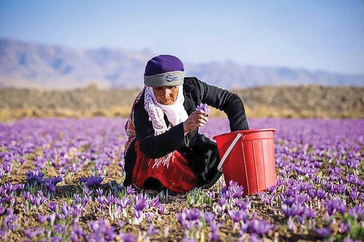 معمای سقوط ارزآوری زعفران