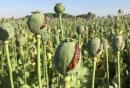کاهش کشف تریاک، تهدید صنعت داروسازی