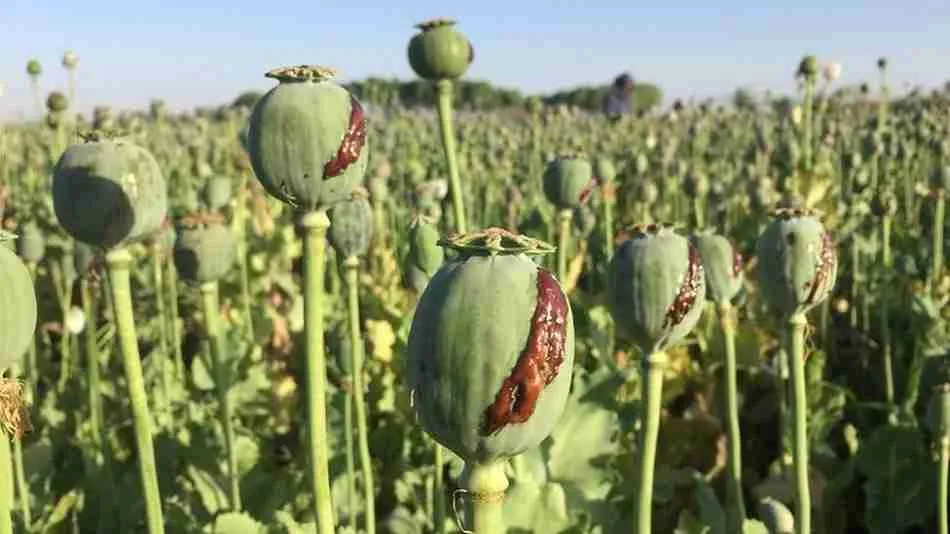 کاهش کشف تریاک، تهدید صنعت داروسازی