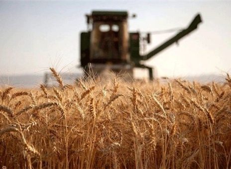 ۷۵ درصد از مطالبات گندمکاران با عاملیت بانک کشاورزی تسویه شد