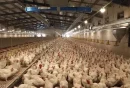 حکایت تلخ خفگی مرغ مادر