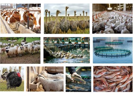۵۱ هزار میلیارد ریال تسهیلات برای تامین گوشت سبد غذایی خانوارها