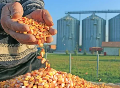 نهاده های دامی