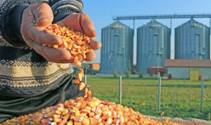 نهاده های دامی