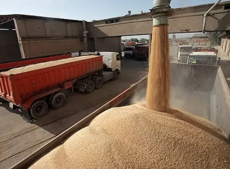 نهاده های دامی