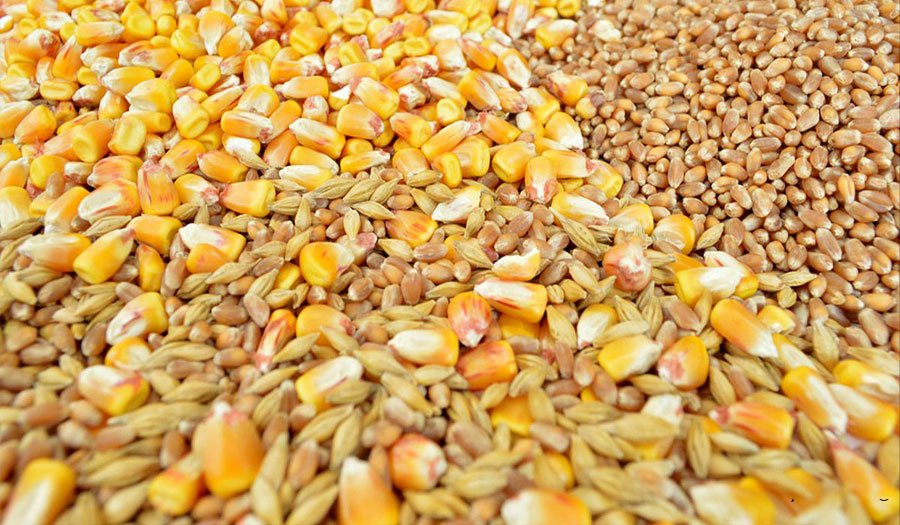 نفت نهاده دامی