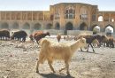زاینده رود
